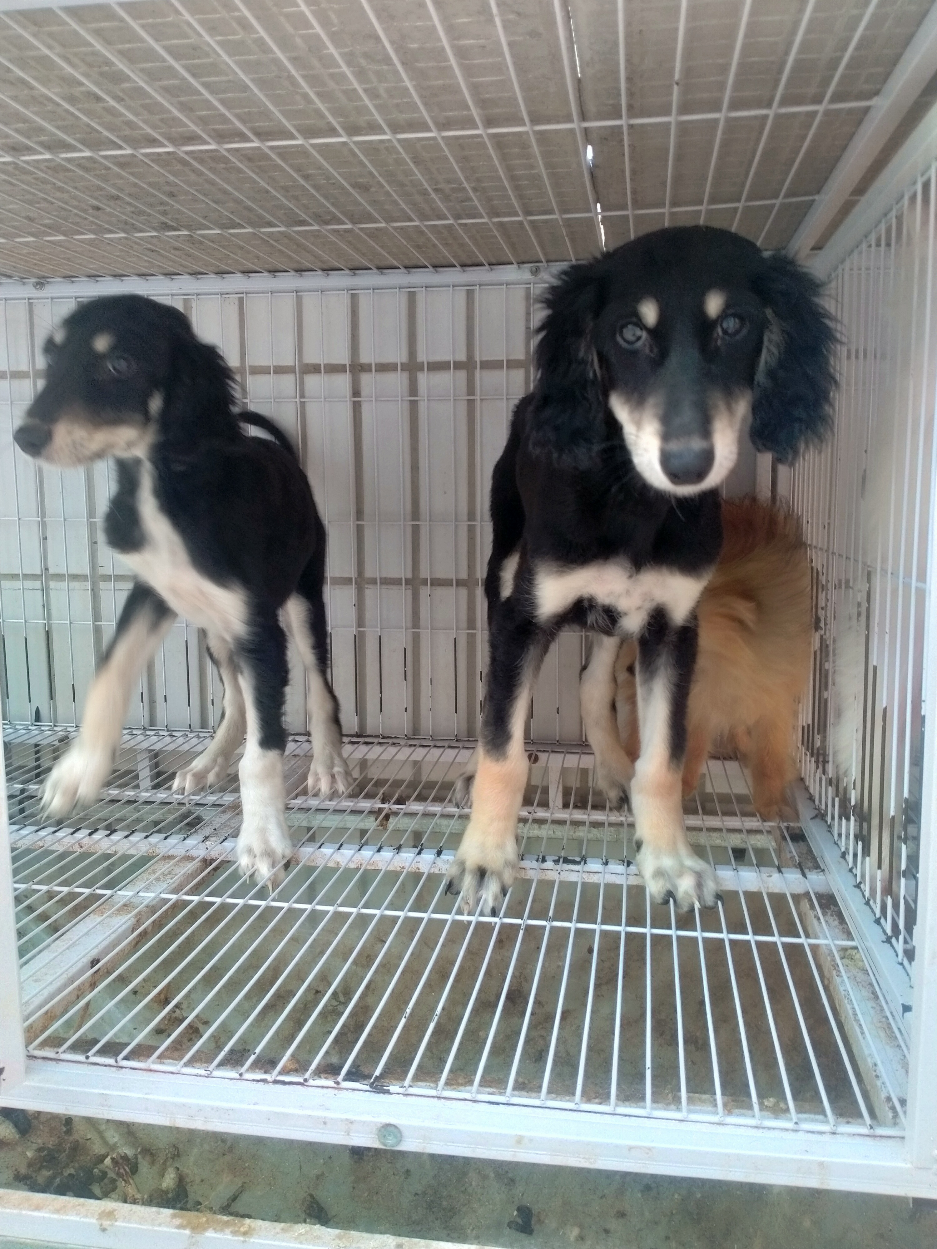萨路基猎犬，一公一母自己繁殖疫苗齐全